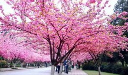 樱花校园最新爆料,最新爆料带你走进校园风云